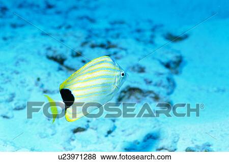 Stock Photo - Close up of a blue striped butterfly fish, Okinawa, Japan. Fotosearch