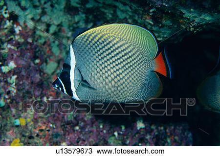 Close up of a coral butterfly fish, Thailand View Large Photo Image Stock Image - Close up of a coral butterfly fish, Thailand. Fotosearch