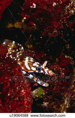 Stock Photo - Close up of a dragon eel, Shizuoka, Japan. Fotosearch