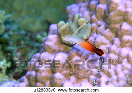 Stock Image - Close up of a fire dart fish, Okinawa, Japan. Fotosearch