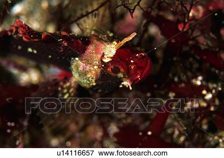 Close up of a Japanese Stingfish, Shizuoka, Japan View Large Photo Image Stock Photo - Close up of a Japanese Stingfish, Shizuoka, Japan. Fotosearch