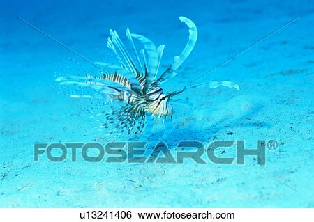 Close up of a lionfish, Okinawa, Japan View Large Photo Image Stock Photograph - Close up of a lionfish, Okinawa, Japan. Fotosearch