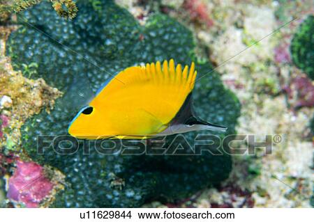 Close up of a long beaked butterfly fish View Large Photo Image Picture - Close up of a long beaked butterfly fish. Fotosearch