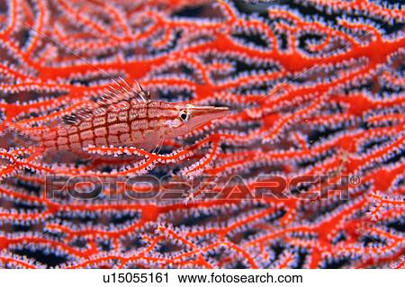 Stock Image - Close up of a long nose hawk fish, Okinawa, Japan. Fotosearch