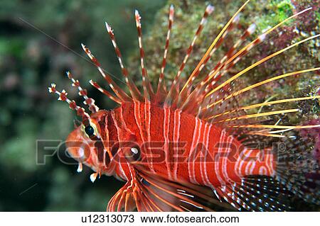 Close up of a red and white striped lionfish, Okinawa, Japan View Large Photo Image Stock Image - Close up of a red and white striped lionfish, Okinawa, Japan. Fotosearch