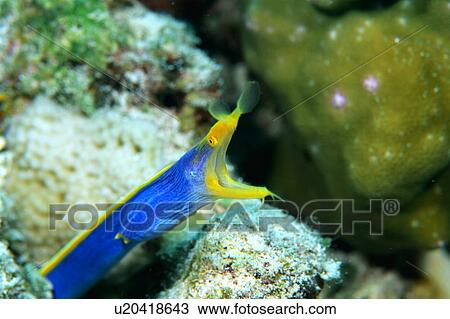 Close-up of a ribbon eel, Okinawa, Japan View Large Photo Image Stock Image - Close-up of a ribbon eel, Okinawa, Japan. Fotosearch