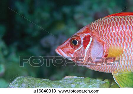 Stock Image - Close up of a saber squirrelfish. Fotosearch