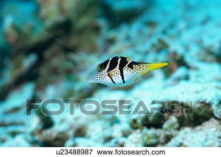 Close up of a saddled puffer, Okinawa, Japan View Large Photo Image Stock Photo - Close up of a saddled puffer, Okinawa, Japan. Fotosearch