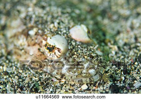 Stock Photo - Close up of a sandsmelt Harlequin fish, Shizouka, Japan. Fotosearch