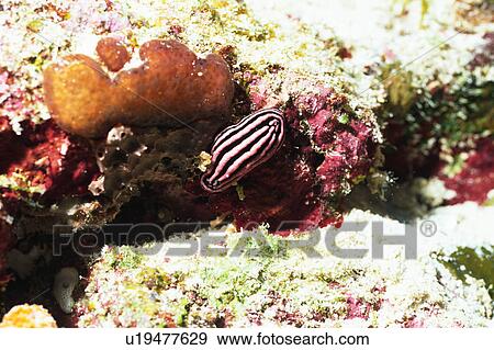 Close up of a sea slug, Okinawa, Japan View Large Photo Image Stock Photo - Close up of a sea slug, Okinawa, Japan. Fotosearch