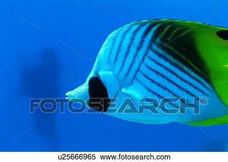 Stock Photography - Close up of a threadfin butterfly fish, Okinawa, Japan. Fotosearch