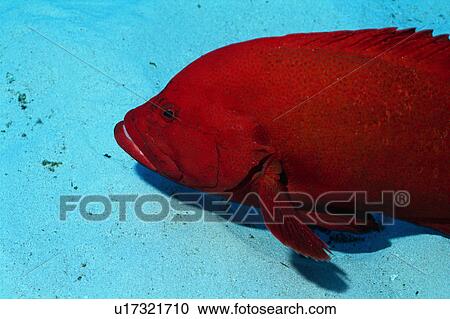 Close up of a tomato hind, Okinawa, Japan View Large Photo Image Stock Image - Close up of a tomato hind, Okinawa, Japan. Fotosearch