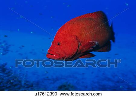 Stock Image - Close up of a tomato hind, Okinawa, Japan. Fotosearch