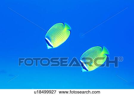 Close up of a two coral collar fish, Okinawa, Japan View Large Photo Image Stock Photo - Close up of a two coral collar fish, Okinawa, Japan. Fotosearch
