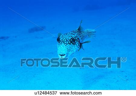 Close-up of a white spotted puffer View Large Photo Image Stock Photo - Close-up of a white spotted puffer. Fotosearch
