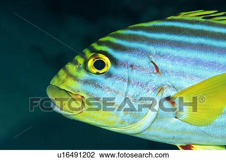 Stock Image - Close up of a yellow banded sweet lips fish, Maldives. Fotosearch