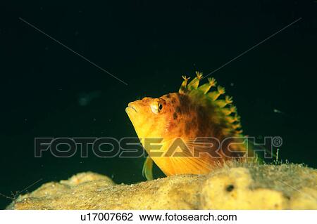 Stock Image - Close up of a yellow hawk fish, Shizuoka, Japan. Fotosearch