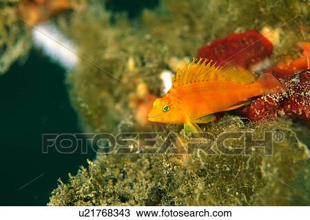 Close-up of a yellow hawk fish, Shizouka, Japan View Large Photo Image Stock Image - Close-up of a yellow hawk fish, Shizouka, Japan. Fotosearch