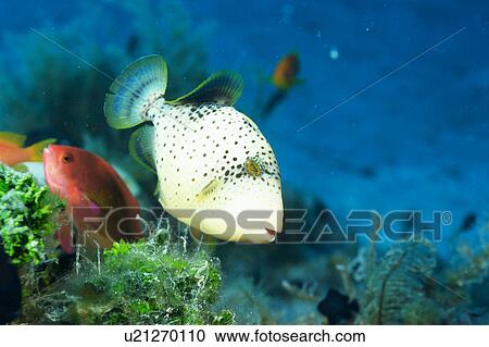 Close up of a yellow margin triggerfish, Okinawa, Japan View Large Photo Image Stock Image - Close up of a yellow margin triggerfish, Okinawa, Japan. Fotosearch