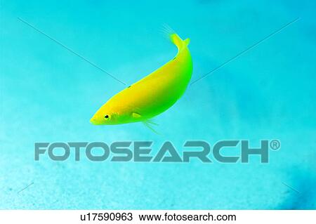 Stock Image - Close up of a Yellow Wrasse, Okinawa, Japan. Fotosearch