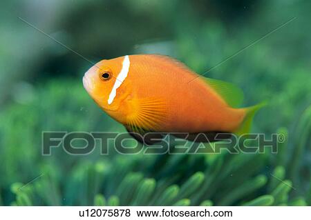 Stock Photo - Close up of anemone fish. Fotosearch