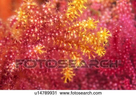 Close up of coral, Okinawa, Japan View Large Photo Image Stock Image - Close up of coral, Okinawa, Japan. Fotosearch
