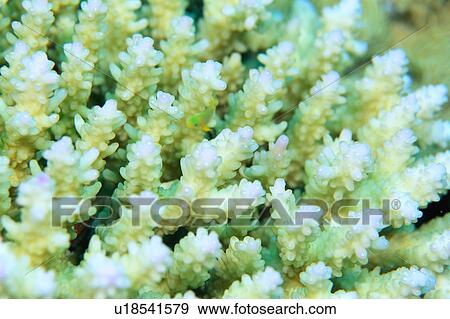 Close-up of coral, Okinawa, Japan View Large Photo Image Stock Photo - Close-up of coral, Okinawa, Japan. Fotosearch