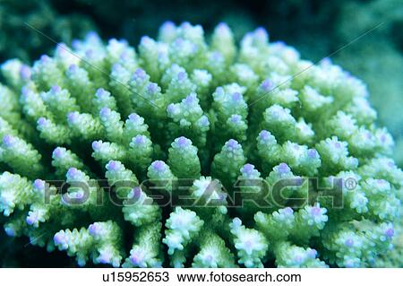 Close-up of coral View Large Photo Image Stock Image - Close-up of coral. Fotosearch