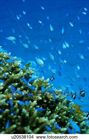 Close up of coral with tropical fishes swimming around, Okinawa, Japan View Large Photo Image Picture - Close up of coral with tropical fishes swimming around, Okinawa, Japan. Fotosearch