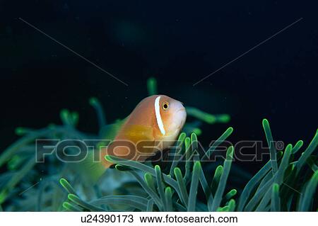 Stock Image - Close up of Maldives anemone fish, Maldives. Fotosearch