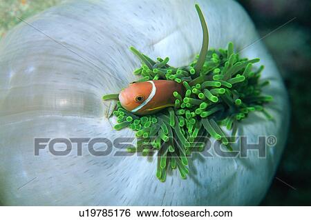 Stock Photograph - Close up of Maldives anemone fish, Maldives. Fotosearch