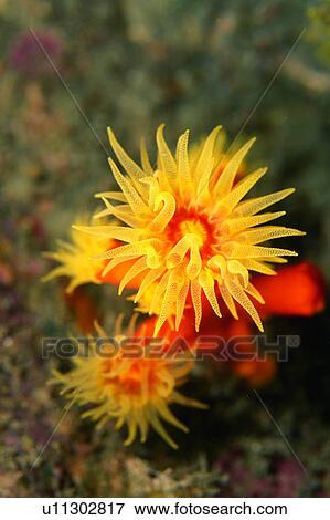 Stock Photo - Close up of sea anemone, Shizuoka, Japan. Fotosearch