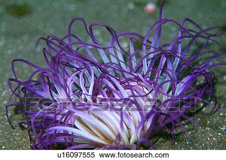 Close up of sea anemone, Shizuoka, Japan View Large Photo Image Stock Photography - Close up of sea anemone, Shizuoka, Japan. Fotosearch