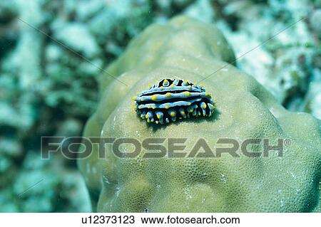 Close up of sea slug, Okinawa, Japan View Large Photo Image Stock Image - Close up of sea slug, Okinawa, Japan. Fotosearch