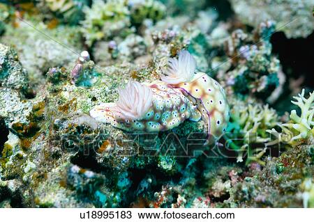 Close up of sea slug, Okinawa, Japan View Large Photo Image Stock Image - Close up of sea slug, Okinawa, Japan. Fotosearch