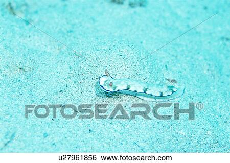 Close up of sea slug, Okinawa, Japan View Large Photo Image Stock Photograph - Close up of sea slug, Okinawa, Japan. Fotosearch