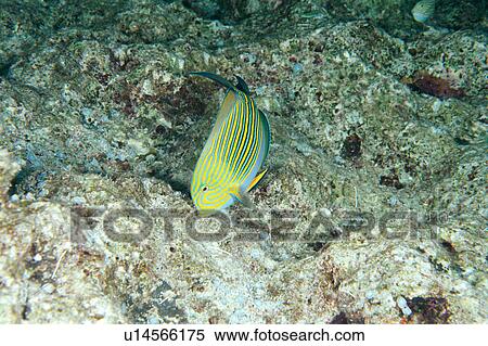 Close up of striped surgeonfish, Okinawa, Japan View Large Photo Image Stock Photography - Close up of striped surgeonfish, Okinawa, Japan. Fotosearch