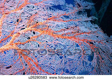 Close up of the coral, Okinawa, Japan View Large Photo Image Stock Image - Close up of the coral, Okinawa, Japan. Fotosearch