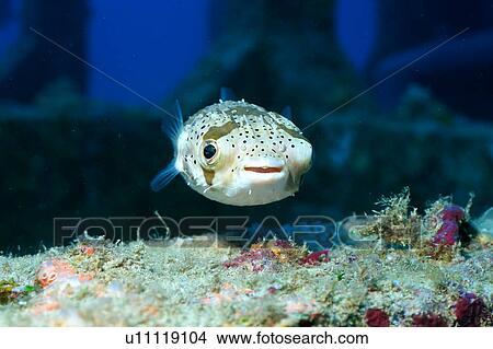 Close up of the long spiny porcupine fish In Okinawa, Japan View Large Photo Image Picture - Close up of the long spiny porcupine fish In Okinawa, Japan. Fotosearch