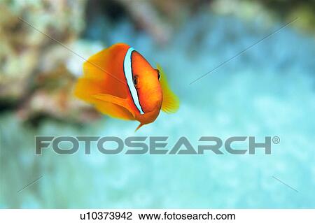 Close-up of tomato anemone fish, Okinawa, Japan View Large Photo Image Stock Image - Close-up of tomato anemone fish, Okinawa, Japan. Fotosearch