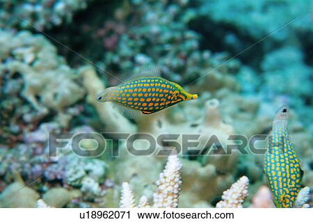 Stock Image - Close up of two nose filefish. Fotosearch