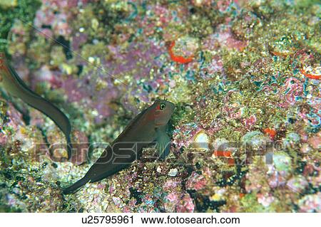 Close up of two Olive blenny, Okinawa, Japan View Large Photo Image Stock Image - Close up of two Olive blenny, Okinawa, Japan. Fotosearch