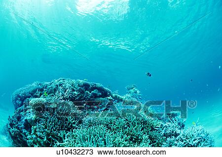 Coral with fishes swimming around View Large Photo Image Stock Image - Coral with fishes swimming around. Fotosearch