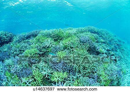 Stock Photo - Corals in Okinawa, Japan. Fotosearch