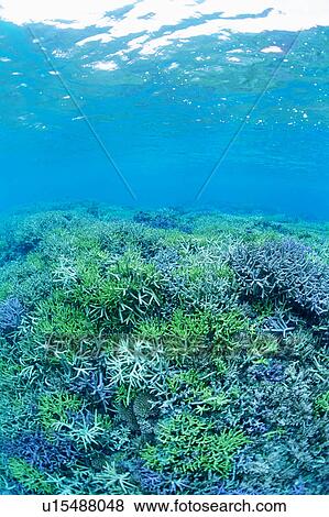 Stock Photo - Corals in Okinawa, Japan. Fotosearch