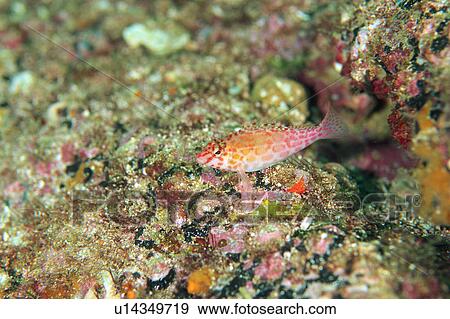 Falco hawk fish, Mexico View Large Photo Image Stock Photo - Falco hawk fish, Mexico. Fotosearch