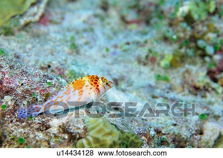 Falco hawk fish, Mexico View Large Photo Image Stock Photo - Falco hawk fish, Mexico. Fotosearch