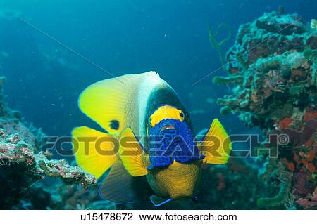 Stock Image - Front view of a blue face angelfish, Maldives. Fotosearch