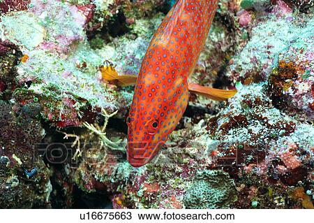 High angle view of a coral hind, Okinawa, Japan View Large Photo Image Stock Image - High angle view of a coral hind, Okinawa, Japan. Fotosearch