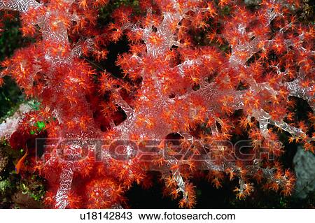 High angle view of coral, Okinawa, Japan View Large Photo Image Stock Image - High angle view of coral, Okinawa, Japan. Fotosearch